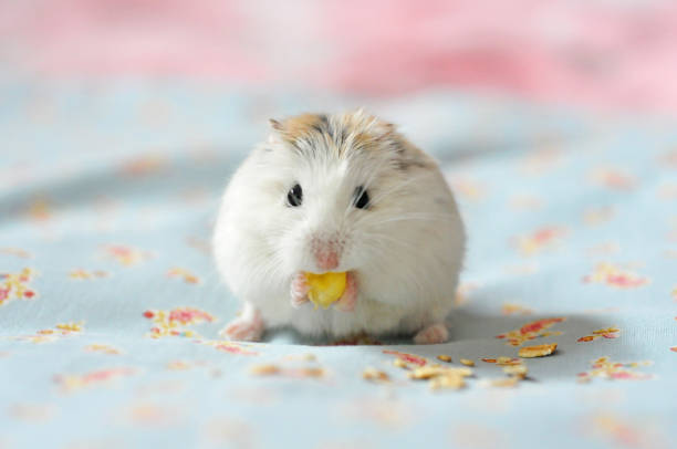 Snack time! Adorable Roborovski hamster is eating corn. roborovski hamster stock pictures, royalty-free photos & images