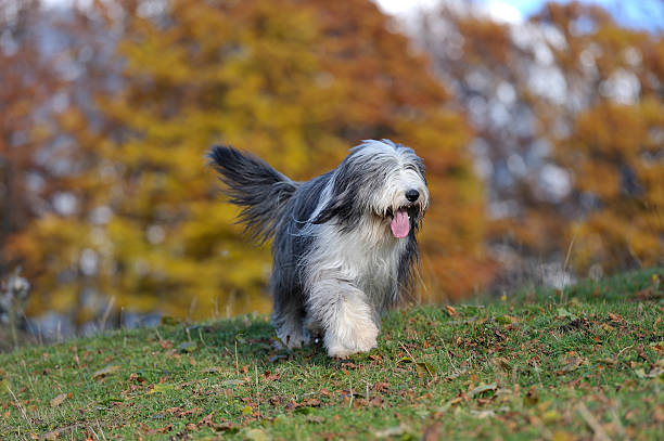Autumn Dogwalk Stock Photo - Download Image Now - Old English Sheepdog,  Bearded Collie, Purebred Dog - iStock