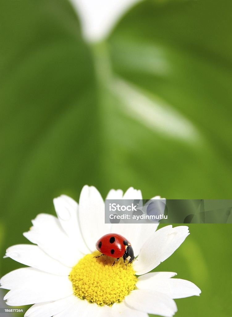 Ladybug on Daisy Ladybug on Daisy. Ladybug Stock Photo