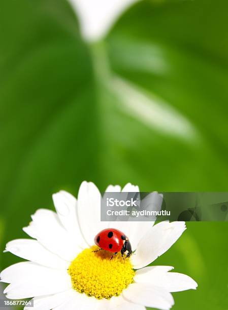 Ladybug On Daisy Stock Photo - Download Image Now - Ladybug, Agreement, Animal
