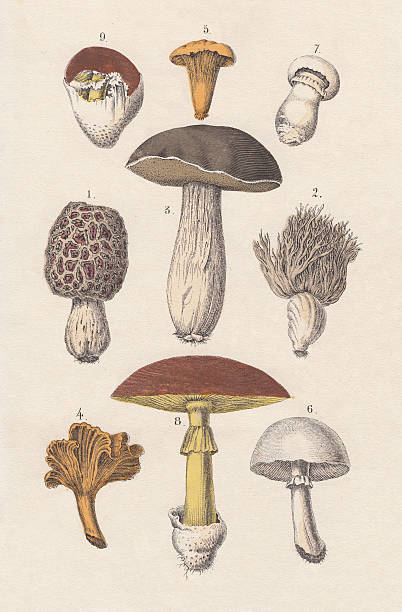 stockillustraties, clipart, cartoons en iconen met edible mushrooms, hand-colored lithograph, published in 1880 - amanita parcivolvata