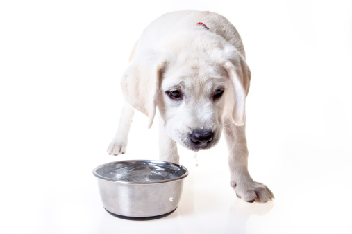 A labrador retriever puppy drinking water from a stainless steel bowl.