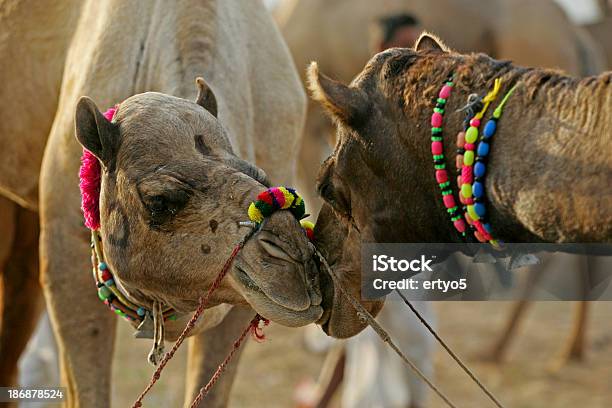 Kamele Kiss Stockfoto und mehr Bilder von Asien - Asien, Ausgedörrt, Baum