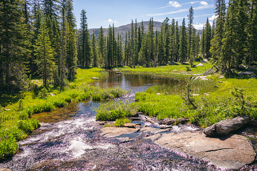 Wetland ecosystem in the Holy Cross Wilderness, Colorado in Leadville, Colorado, United States