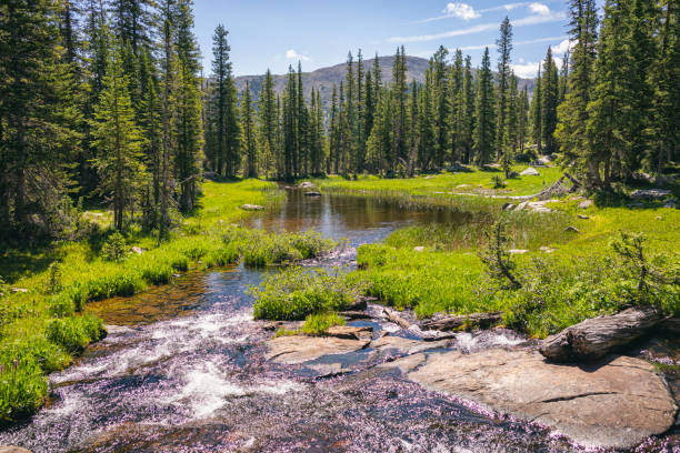 Wetland ecosystem in the Holy Cross Wilderness, Colorado Wetland ecosystem in the Holy Cross Wilderness, Colorado in Leadville, Colorado, United States leadville stock pictures, royalty-free photos & images