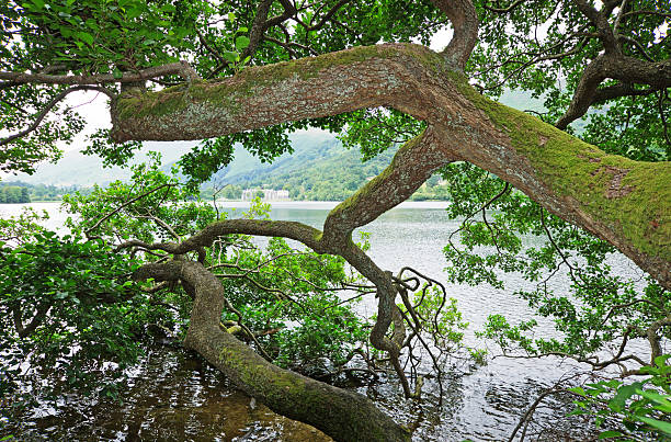 viewthrough un árbol sobre el lago grasmere en cumbria - nibthwaite fotografías e imágenes de stock