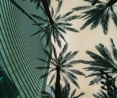 palm tree background skyscrapers Brickell miami in Miami, Florida, United States