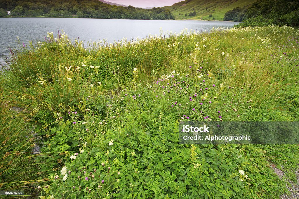 Waters edge Lac de Grasmere - Photo de Angleterre libre de droits