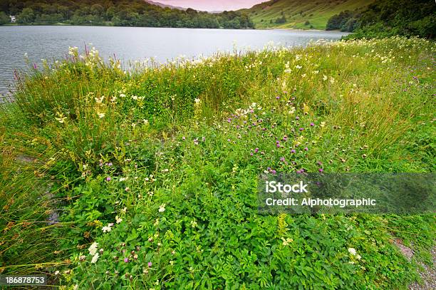 Photo libre de droit de Waters Edge Lac De Grasmere banque d'images et plus d'images libres de droit de Angleterre - Angleterre, Arbre, Bois coupé