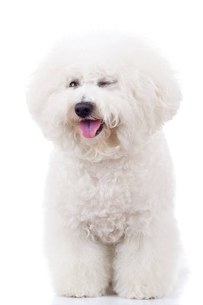 istock bichon frise puppy dog winking at the camera 186878960