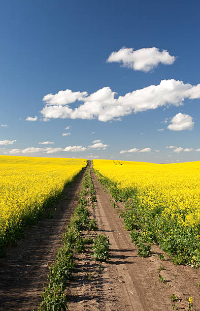 estrada-da-pradaria - prairie wide landscape sky imagens e fotografias de stock