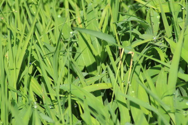 the background is green grass in the morning