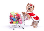 Yorkshire Terrier Shopping for Toys