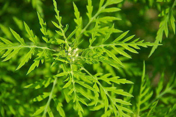 istock Ambrosia artimisiifolia-Ragweed 186879036