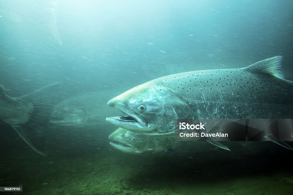 Regenbogenforelle Unterwasser-Fluss. - Lizenzfrei Lachs - Tier Stock-Foto