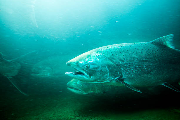 Steelhead Trout Underwater River. Steelhead Trout or Ocean Trout on their way up the fish ladder of a dam on the Columbia River, Oregon. salmon underwater stock pictures, royalty-free photos & images