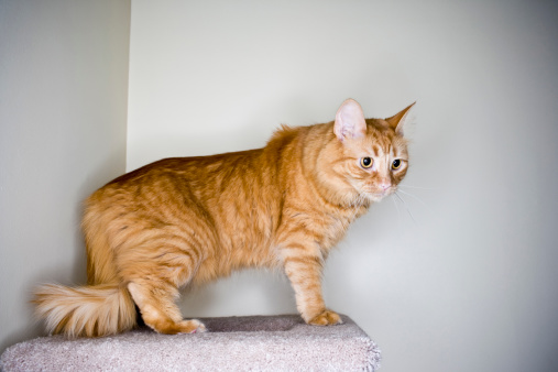 Orange Tabby Cat stands on the top of a scratching post