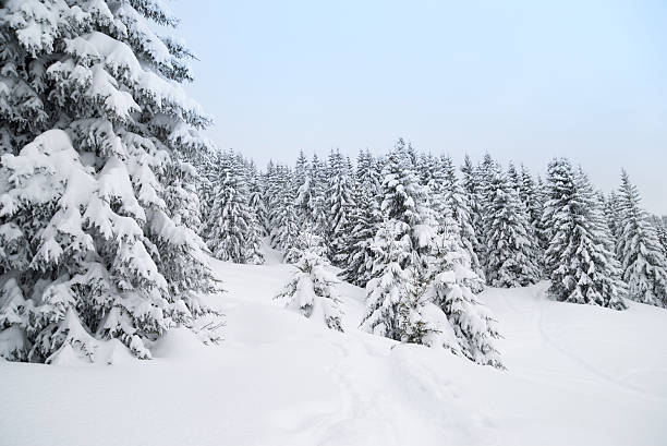 istock Winter Landscape with Snow and Trees 186879586