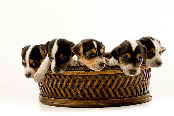 istock jack rossel puppies 186879591