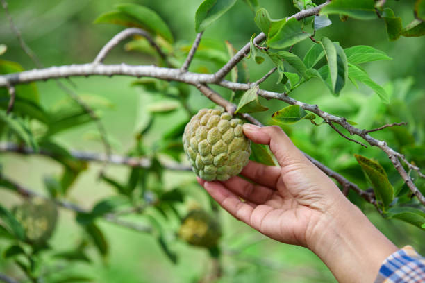 istock Cropped hand picking custard apple  on tree branch 1868797262