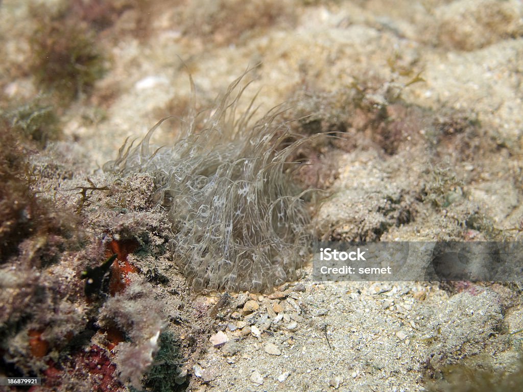 Anêmona do Mar Mediterrâneo - Foto de stock de Animal royalty-free