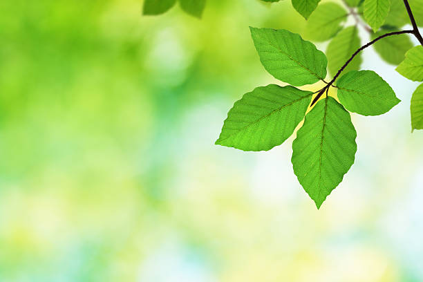 istock Green Beech Leaves XXXL 186880085