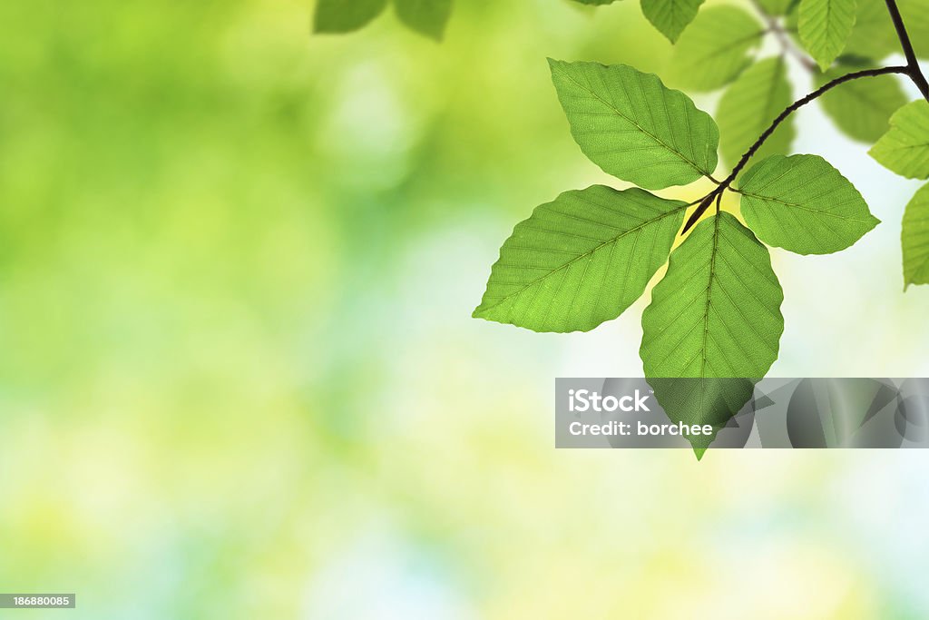 Faia verde folhas XXXL - Foto de stock de Amarelo royalty-free