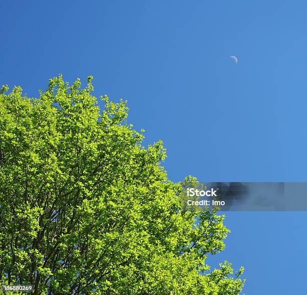 Treetop In The Spring Time Stock Photo - Download Image Now - Backgrounds, Blue, Green Color