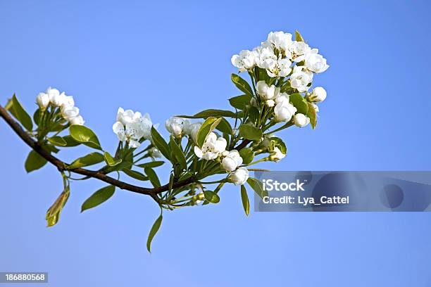 Kwiat Jabłoni 92 Xxxl - zdjęcia stockowe i więcej obrazów Bez ludzi - Bez ludzi, Bezchmurne niebo, Biały