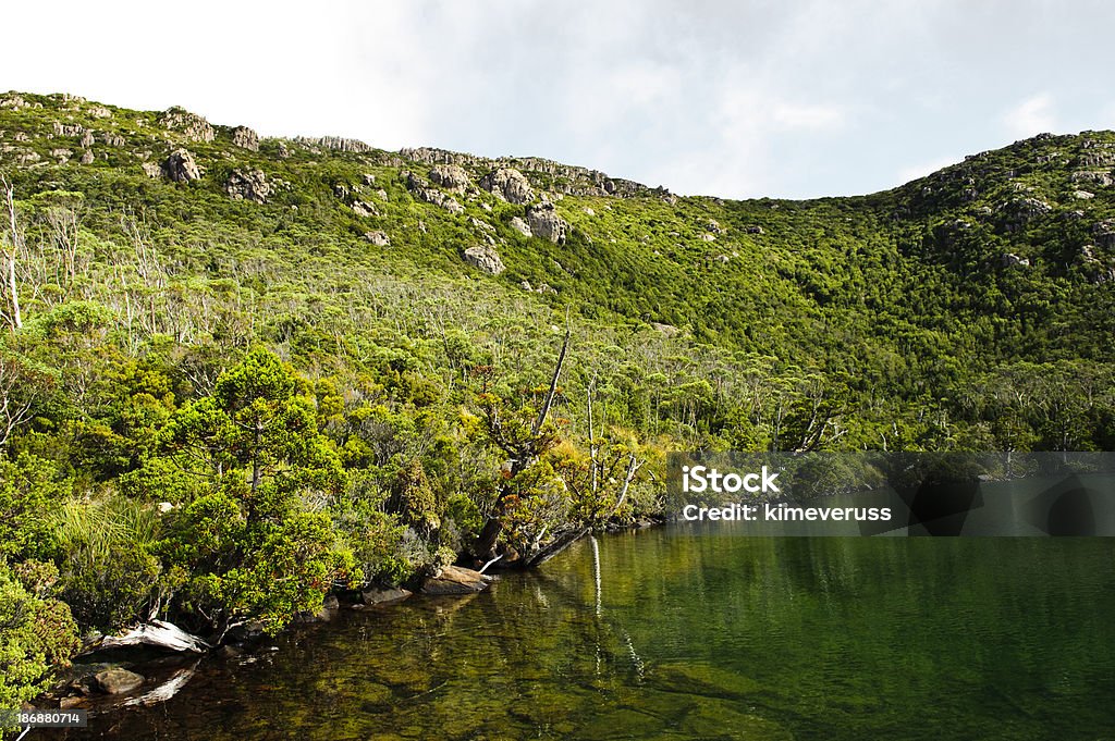 Conservation park lake wild grass tree Hartz mountains Tasmanien - Lizenzfrei Abgestorbene Pflanze Stock-Foto