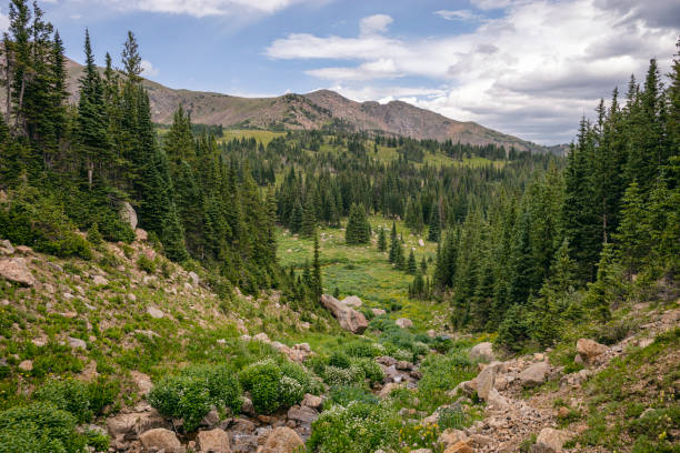 istock Forest landscape in the James Peak Wilderness, Colorado 1868807732