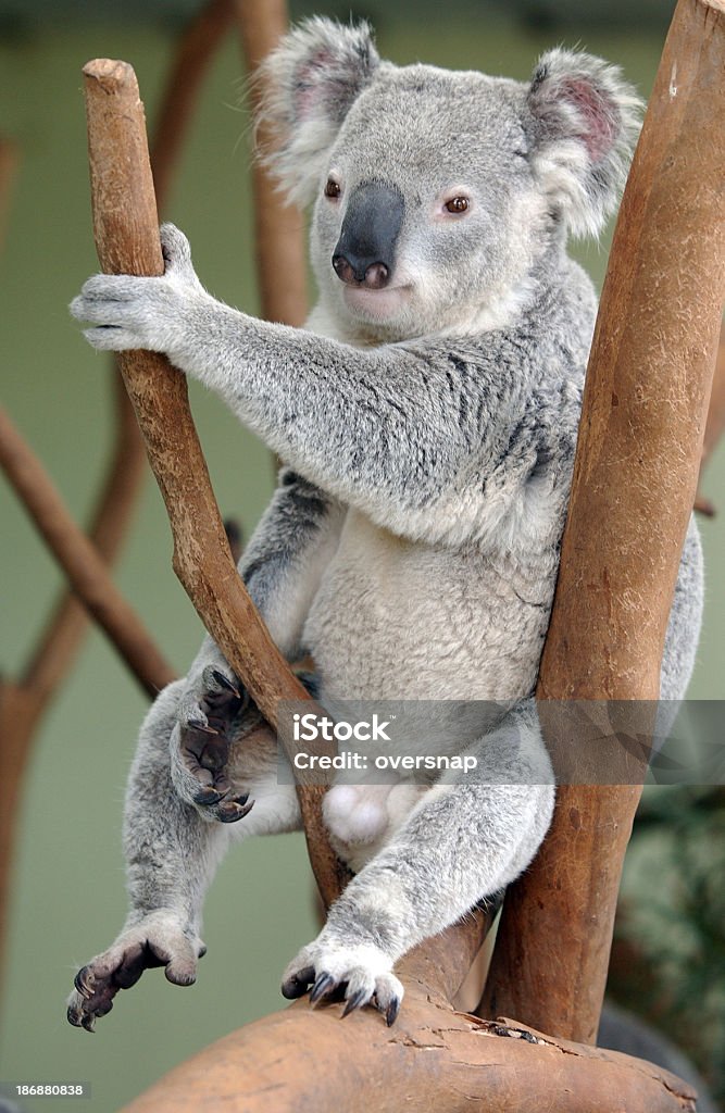 Austrália - Royalty-free Coala Foto de stock