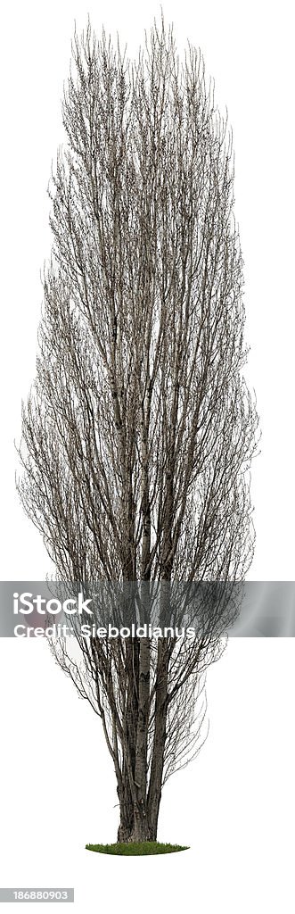 Lombardia poplar (Populus nigra'Italica') isolato su bianco in_spring. - Foto stock royalty-free di Albero