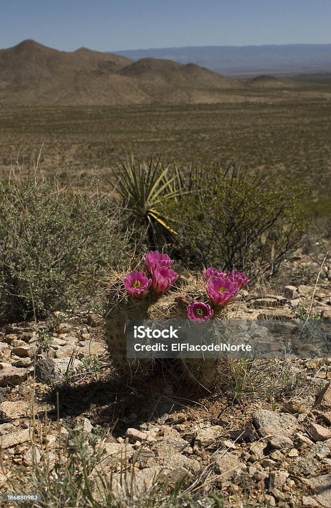 Florescendo no deserto morango Cacto Hedgehog - Foto de stock de Botão - Estágio de flora royalty-free