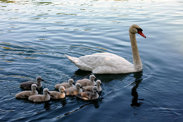 istock Swan Family. Color Image 186881082