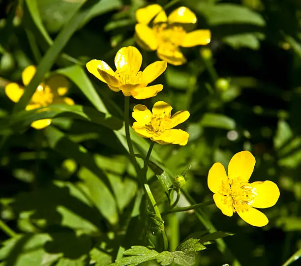 Few wild flowers yellowcups (buttercups) in green grass.