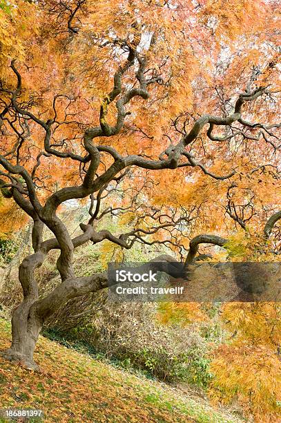 아름다운 단풍 나무 가을 0명에 대한 스톡 사진 및 기타 이미지 - 0명, 가을, 고요한 장면