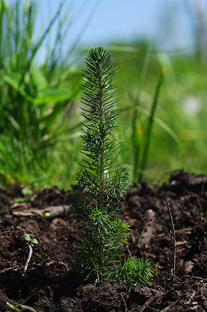 Spruce Tree stock photo