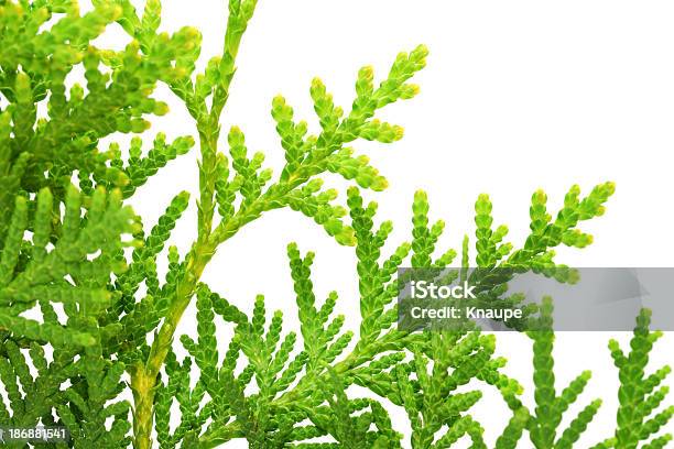 Twig Of American Arborvitae On White Background Stock Photo - Download Image Now - American Arborvitae, Close-up, Color Image