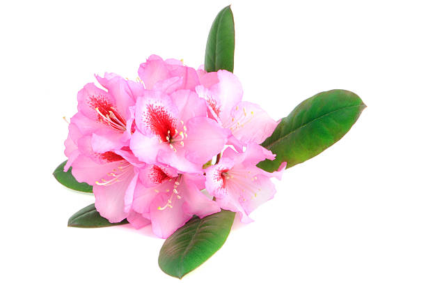 istock isolated purple Rhododendron 186881545