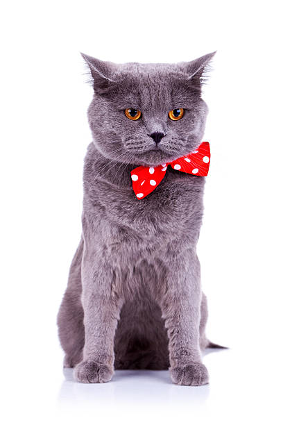istock cat wearing a red bow tie 186881560
