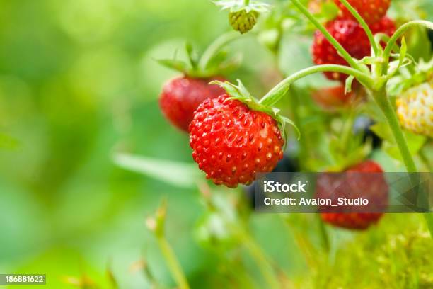 Photo libre de droit de Fraise Des Bois banque d'images et plus d'images libres de droit de Fraise des bois - Fraise des bois, Aliment, Aliments et boissons