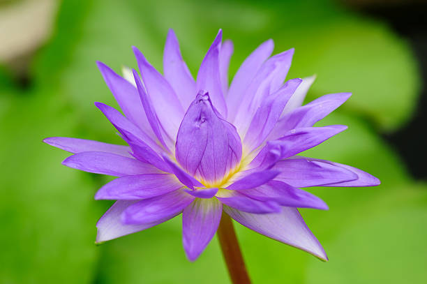 istock Purple waterlily 186881626