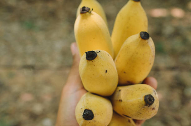 istock thai sweet banana 1868816570