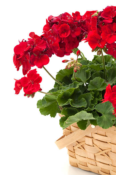 istock Red Geranium Flowers in a Basket 186881829