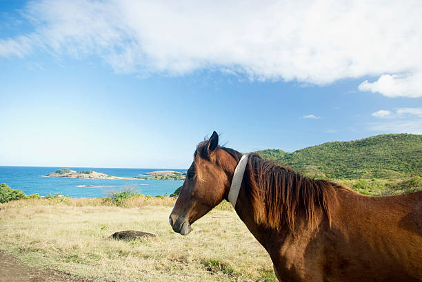 istock horse in scenic countryside overlooking ocean 186881864