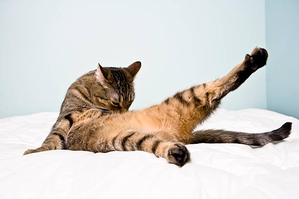 stretching cat