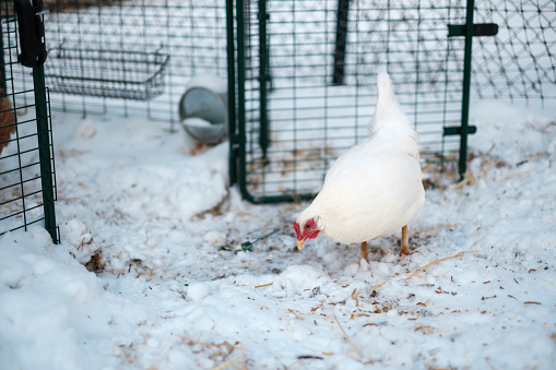 A white chicken on a snowy winter day in Denver, Colorado, United States