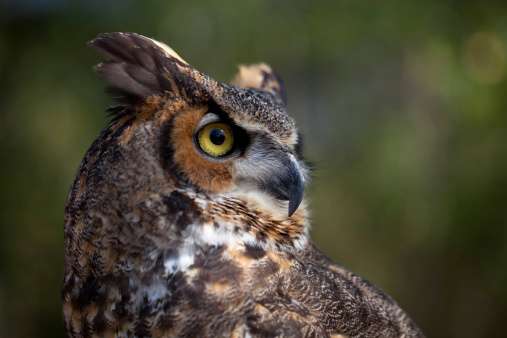 Portrait of a Great Horned Owl.