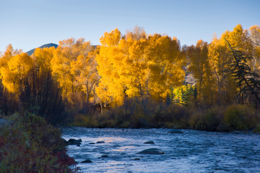 Roaring Fork River in Fall.  Scenic location with Cottonwood trees turning gold in autumn.  Captured as a 12-bit Raw file. Edited in ProPhoto RGB color space.